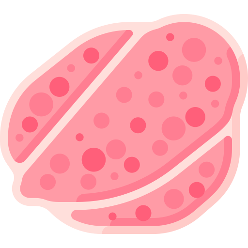 muscle-cross-section-sarcopenic